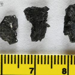 Stomiahykus thlaodus