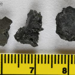 Stomiahykus thlaodus