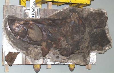 Chasmosaurus russelli