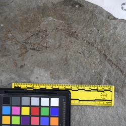 Ornatipholis Cumbaa & Murray, 2008