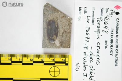 Poraspis Kiaer, 1930