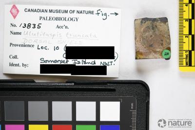 Ulutitaspis Elliott, 1984