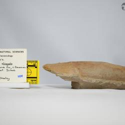 Torpedaspis Broad & Dineley, 1973