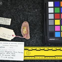 Testudo exornata (Lambe, 1906)