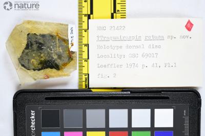 Traquairaspis Kiaer, 1932