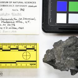 Stomiahykus thlaodus