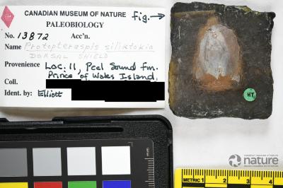 Protopteraspis Leriche, 1924