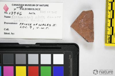 Escharaspis Elliott, 1983