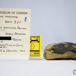 Pionaspis Denison, 1964