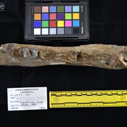 Hemipsalodon grandis