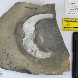 Boothiaspis Broad, 1973