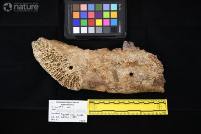 Hemipsalodon grandis