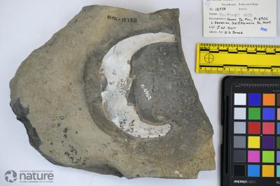 Boothiaspis Broad, 1973