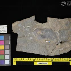 Boothiaspis Broad, 1973