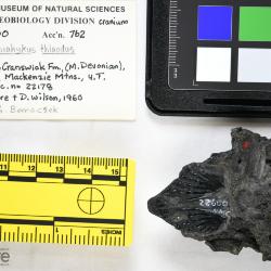 Stomiahykus thlaodus