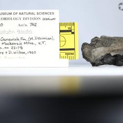 Stomiahykus thlaodus