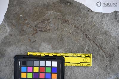 Ornatipholis Cumbaa & Murray, 2008