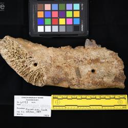 Hemipsalodon grandis