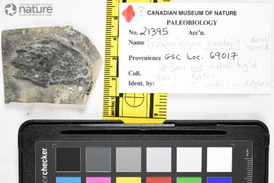 Traquairaspis Kiaer, 1932