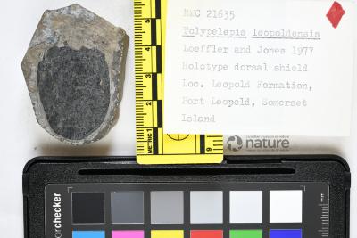 Tolypelepis Pander, 1856