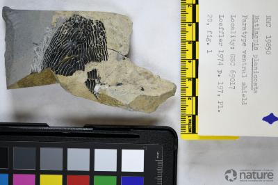 Natlaspis Dineley & Loeffler, 1976