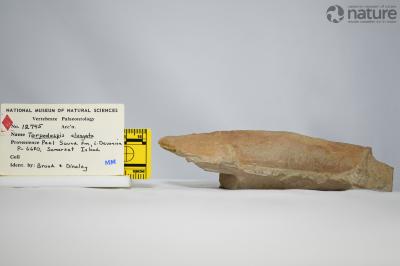 Torpedaspis Broad & Dineley, 1973