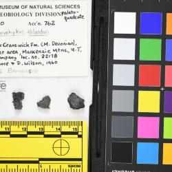 Stomiahykus thlaodus