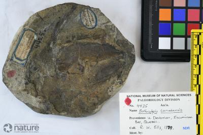 Bothriolepis canadensis