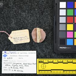 Testudo exornata (Lambe, 1906)