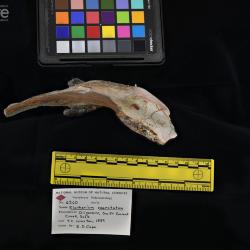 Elotherium coarctatum