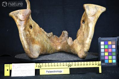 Megacerops Leidy, 1870