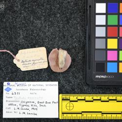 Testudo exornata (Lambe, 1906)