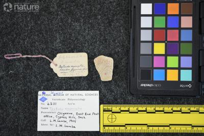 Testudo exornata (Lambe, 1906)