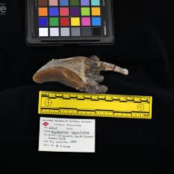 Elotherium coarctatum