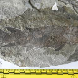 Eusthenopteron foordi