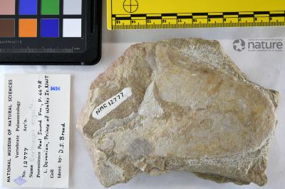 Boothiaspis Broad, 1973