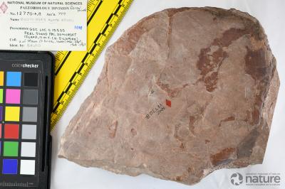 Boothiaspis Broad, 1973