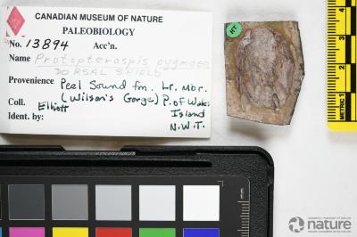 Protopteraspis Leriche, 1924