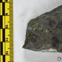 Eusthenopteron foordi