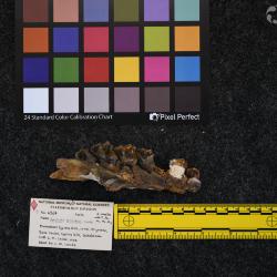 Hyracodon priscidens