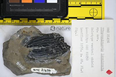 Traquairaspis Kiaer, 1932