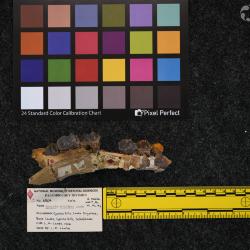 Hyracodon priscidens