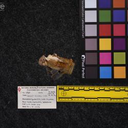 Hyracodon priscidens