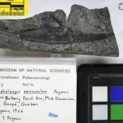 Cephalaspis Agassiz, 1835