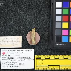 Trionyx leucopotamicus