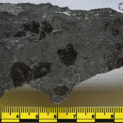 Eusthenopteron foordi