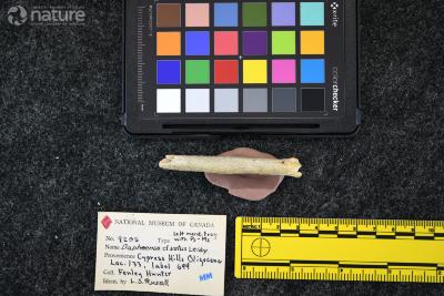 Daphoenictis tedfordi