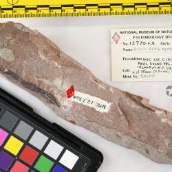 Boothiaspis Broad, 1973