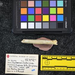 Daphoenictis tedfordi