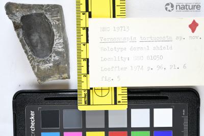 Vernonaspis Flower & Wayland-Smith, 1952